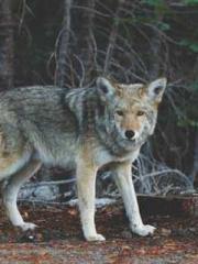 One Night Marriage P One Night Marriage P