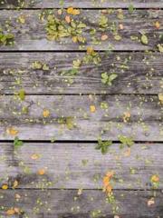 Becoming a solitary 