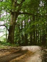 Becoming a solitary 