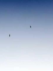 Qin An An Fu Shiting