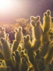 Becoming a solitary Becoming a solitary