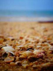 The Beloved Physicia The Beloved Physicia